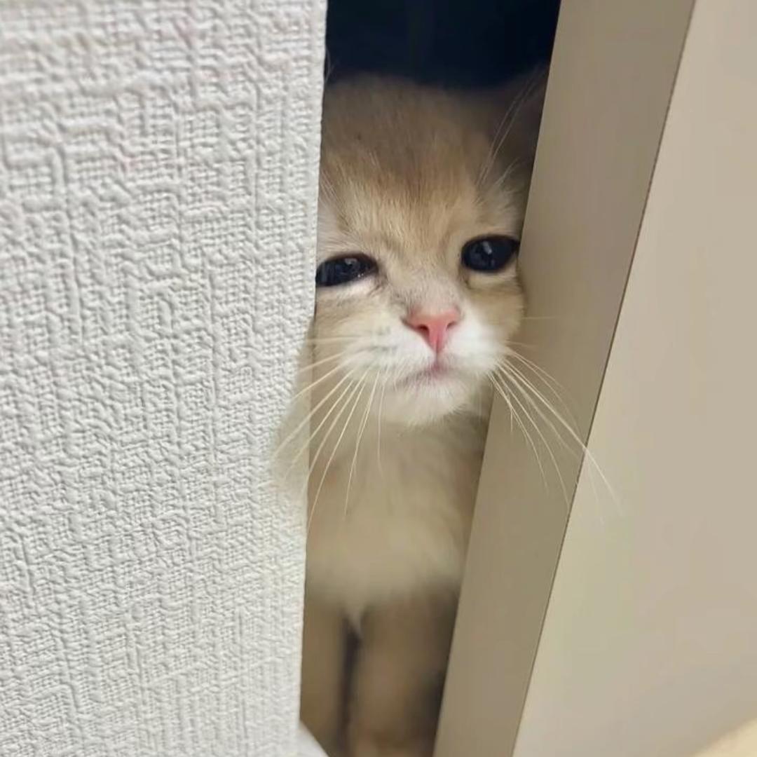 梵高十七