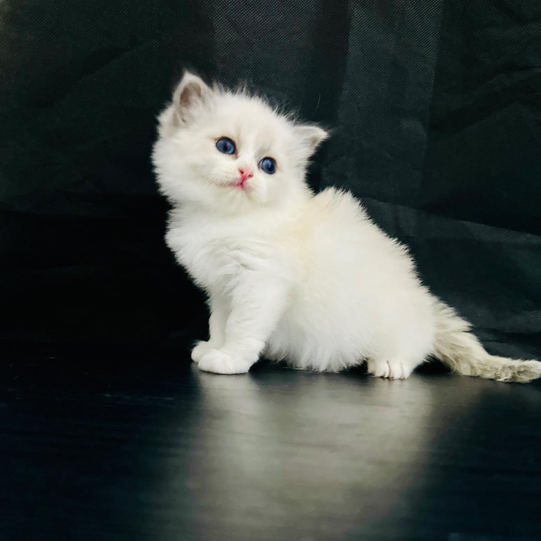 喵小屋猫咪