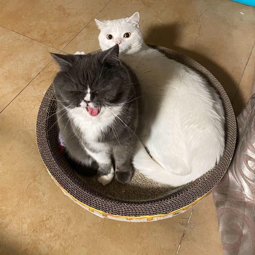 Cc壹个亿头像