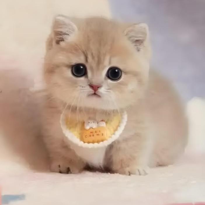 🌻🌻