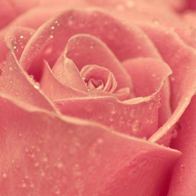 菩提树下