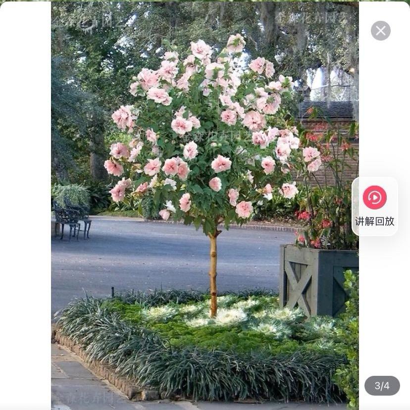 凤婉苗木园林