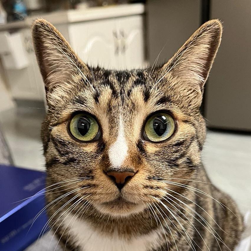 家有仨猫如意吉祥幺鸡