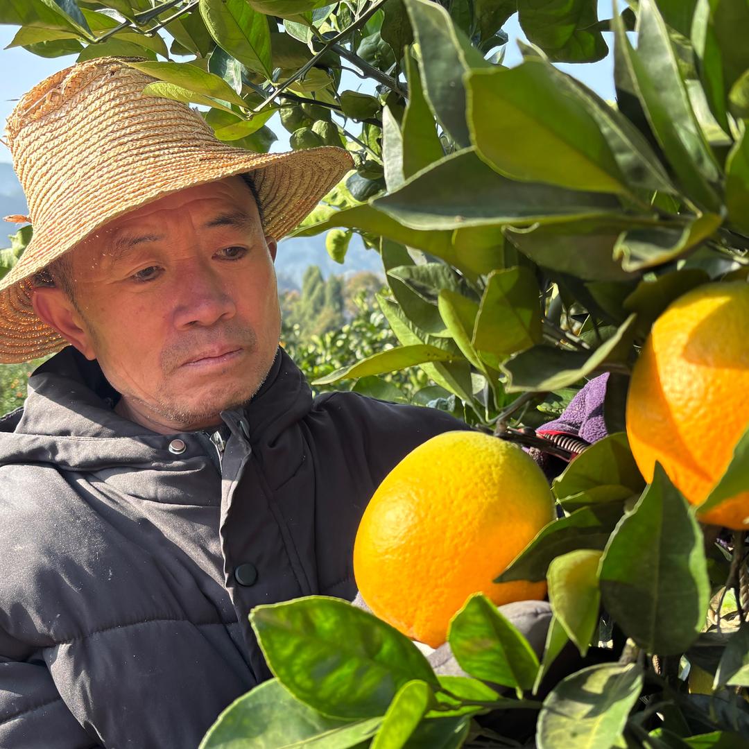 五星村种水果的朱大叔