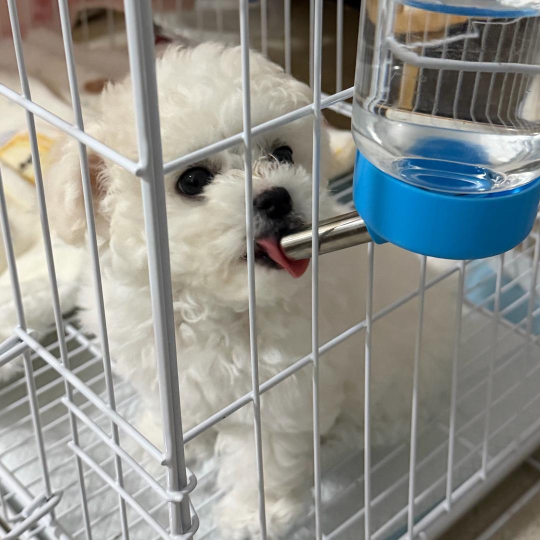 suki
