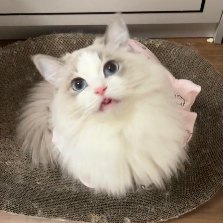 ✨金金