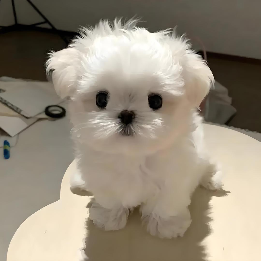 —艾辰萌宠