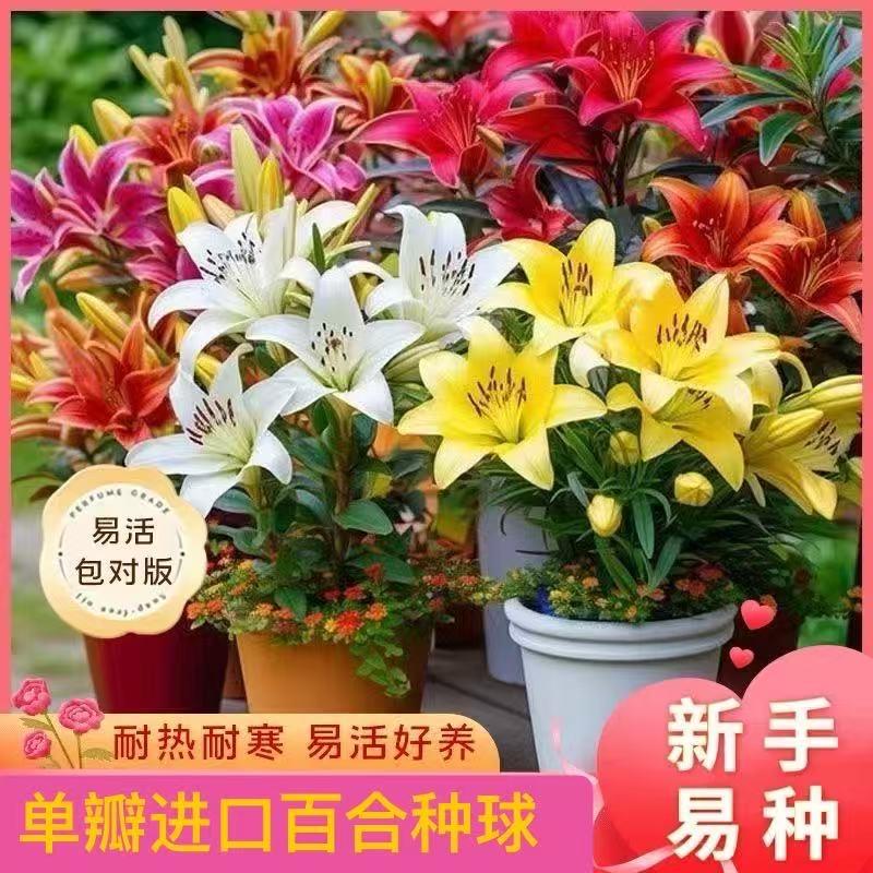 泽瓣苗木生活馆