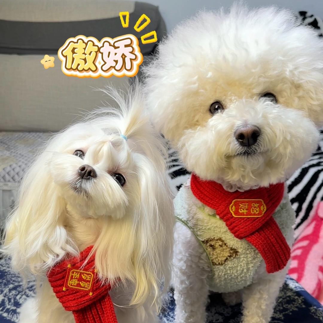 钱狗多和泡泡狗