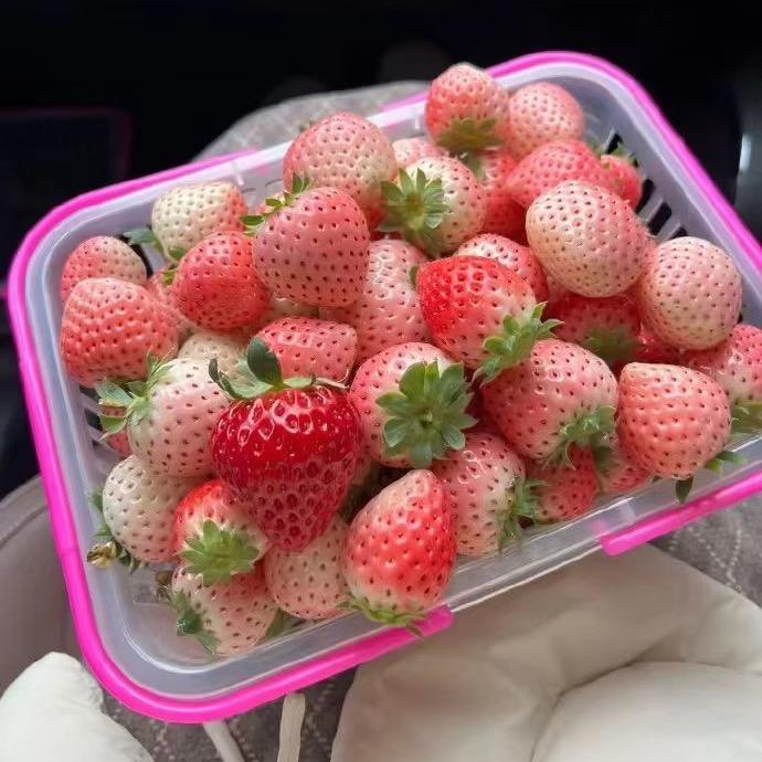 雅果商贸商行