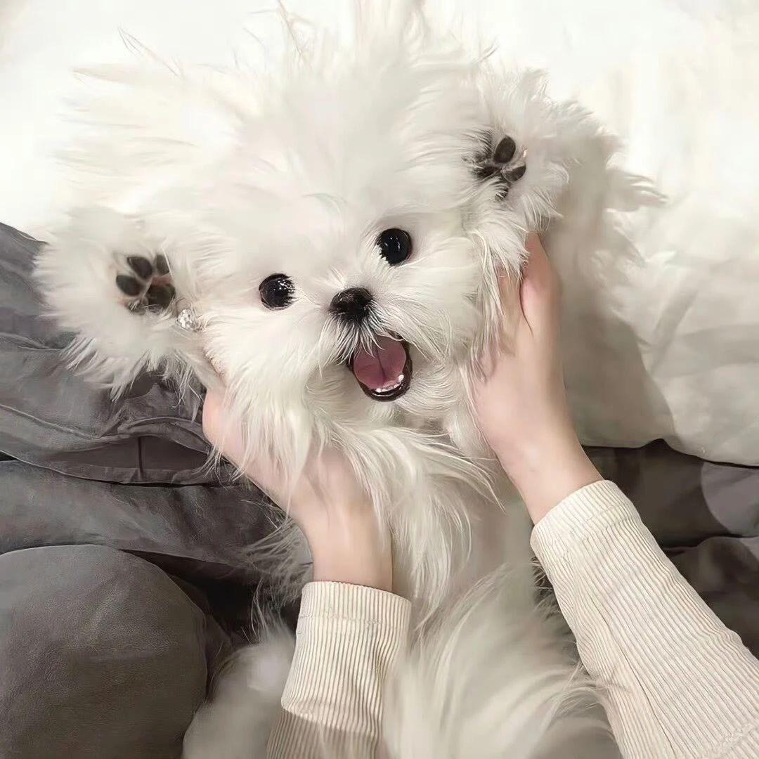 沉檀宫