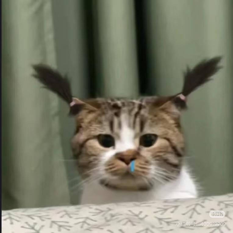 对啊对啊