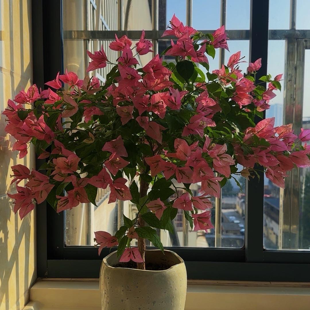 生如夏花🌻
