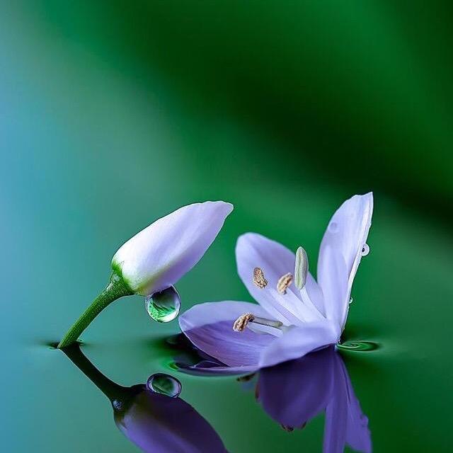 达琳
