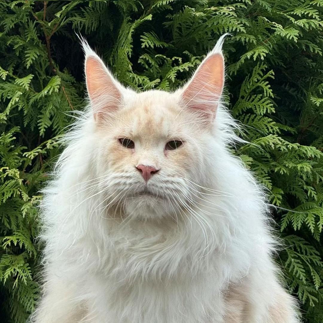 安娜的缅因猫