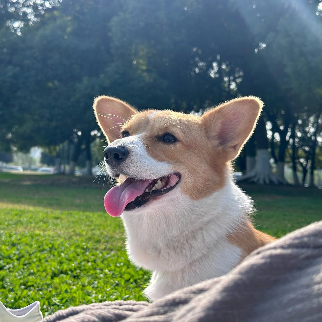 这个麻麻属鼠的