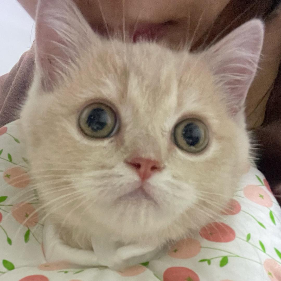 小鱼_