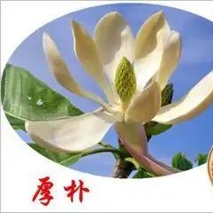 厚朴