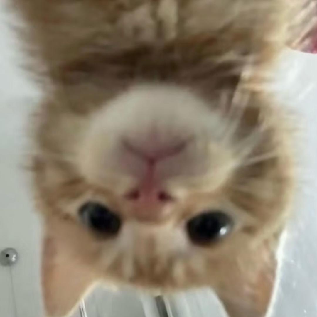 唉/•᷅•᷄\୭