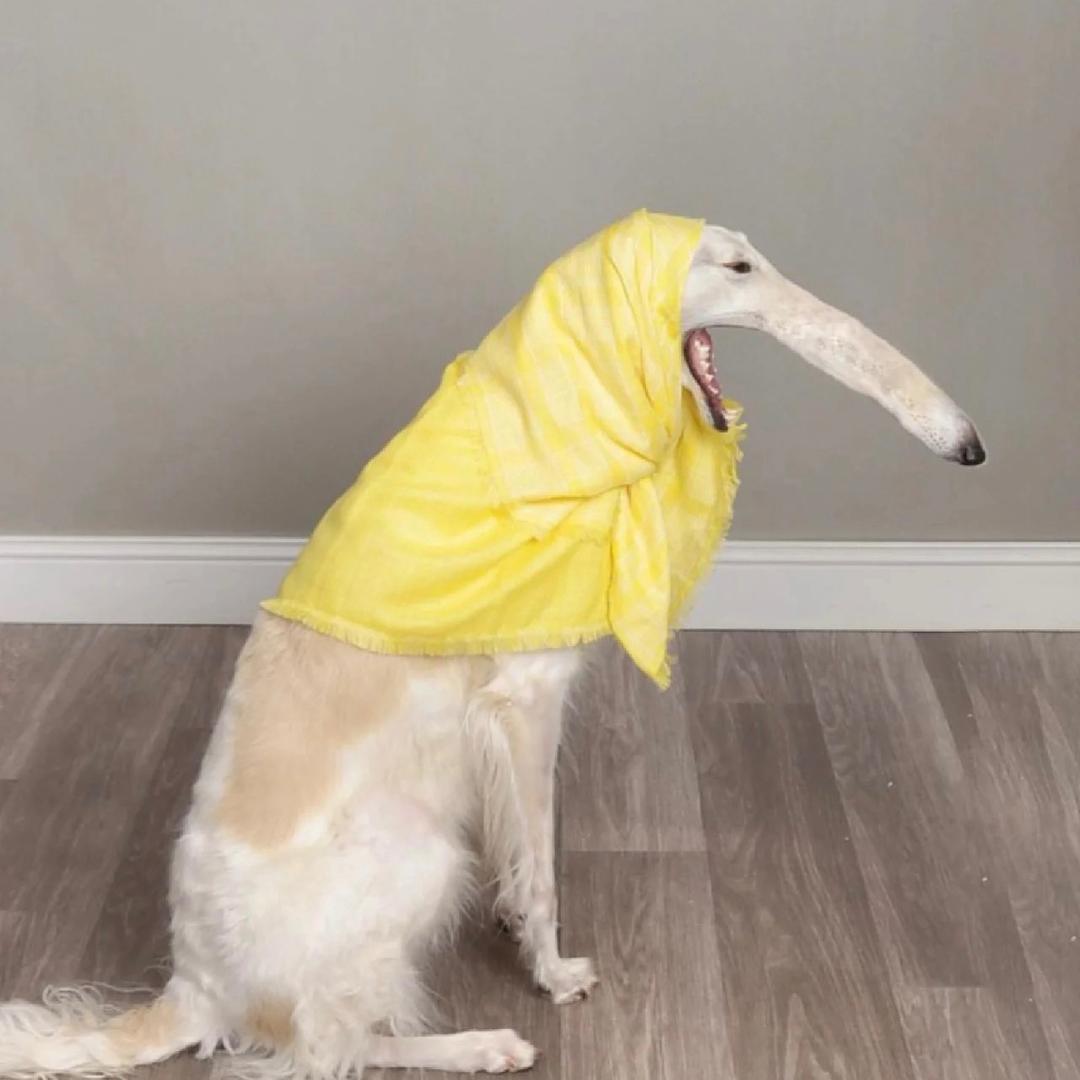 不看不看我不看