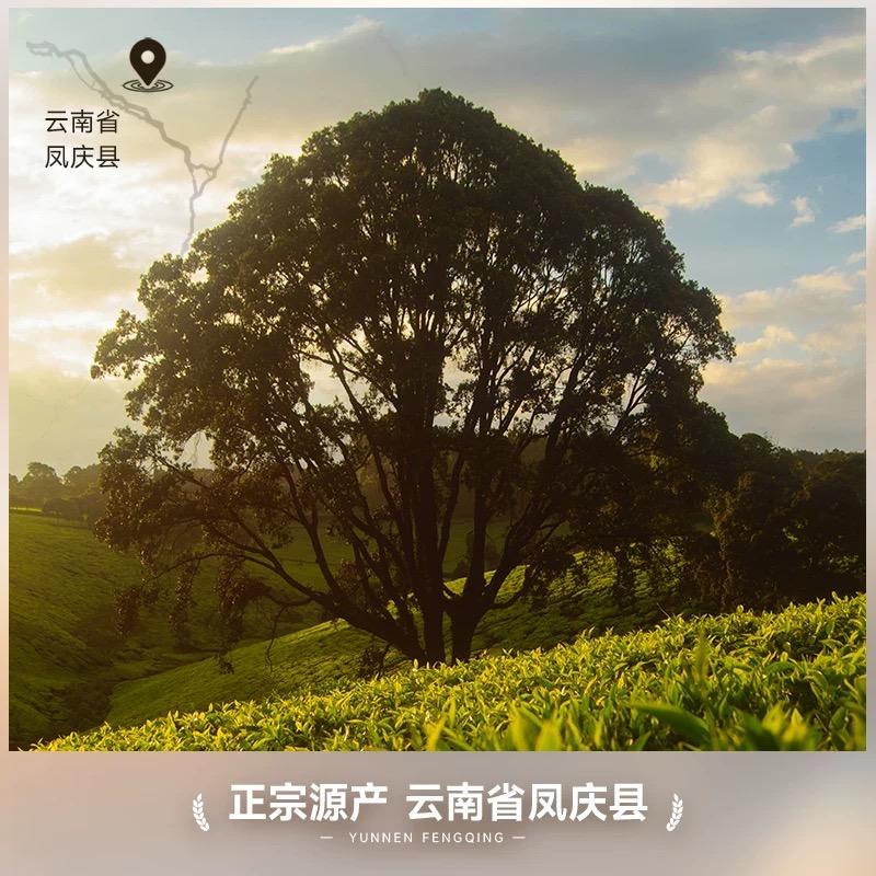 悦螺春红茶二号仓