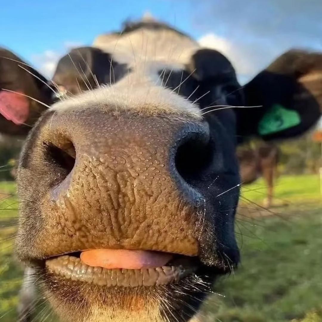一头牛🐄