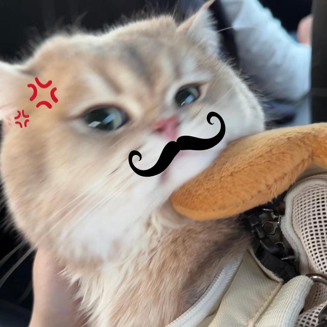 高傲猫🐱