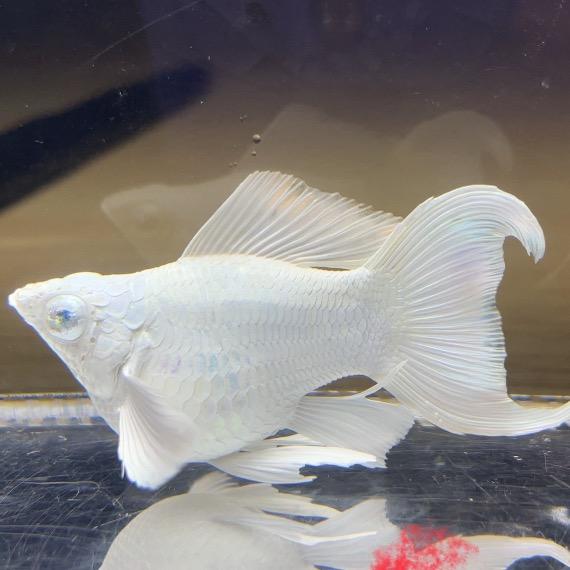 海南孔雀鱼爱好者