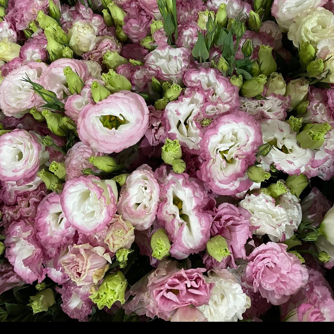 宜良亚赛花卉种植园