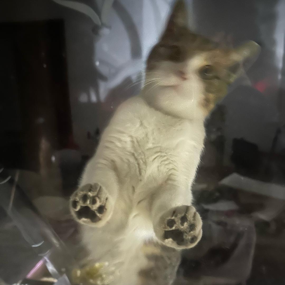 盛夏（三角洲纯绿跑刀）可接单