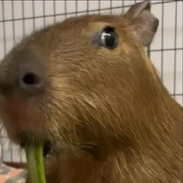 赵权