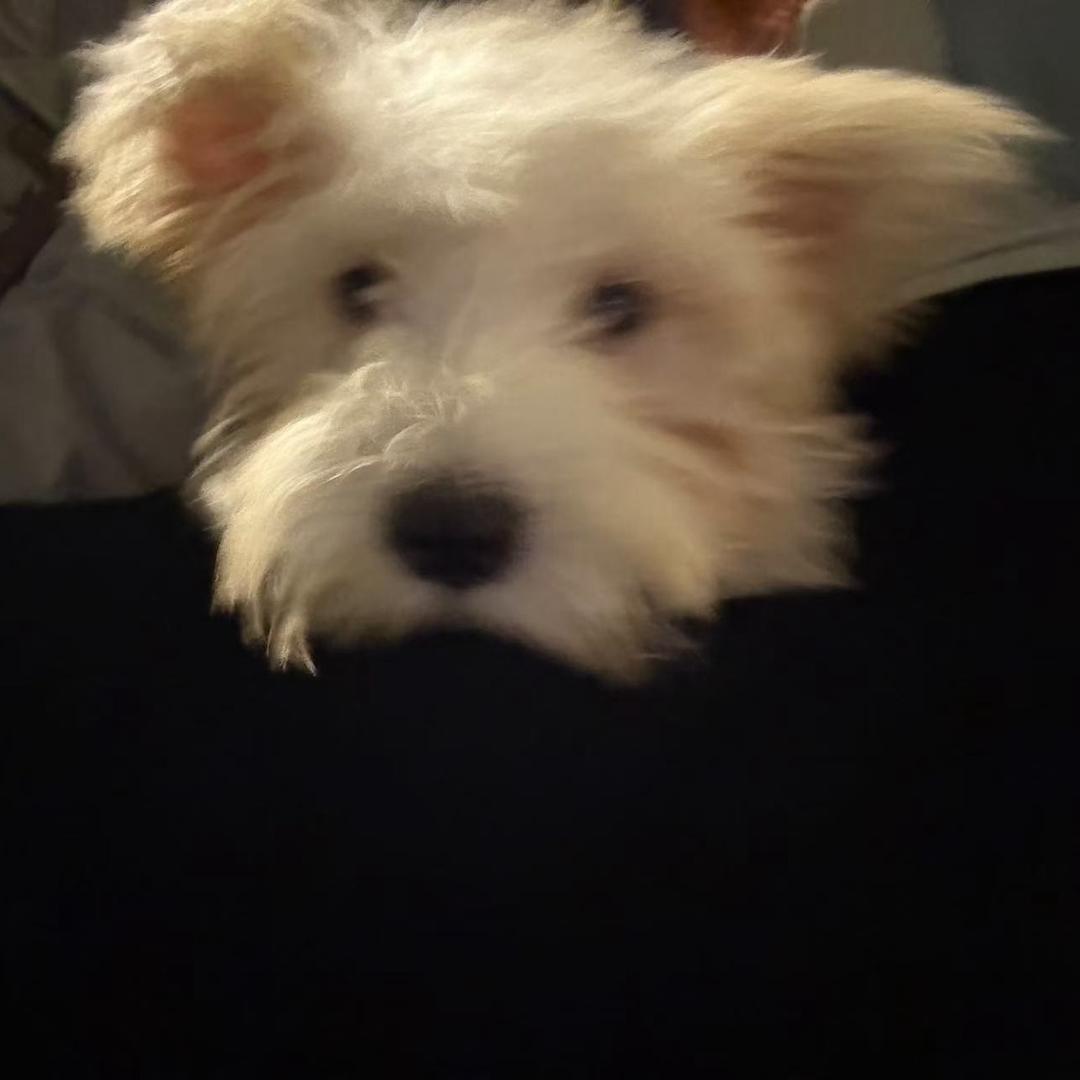 奶油是只雪纳瑞