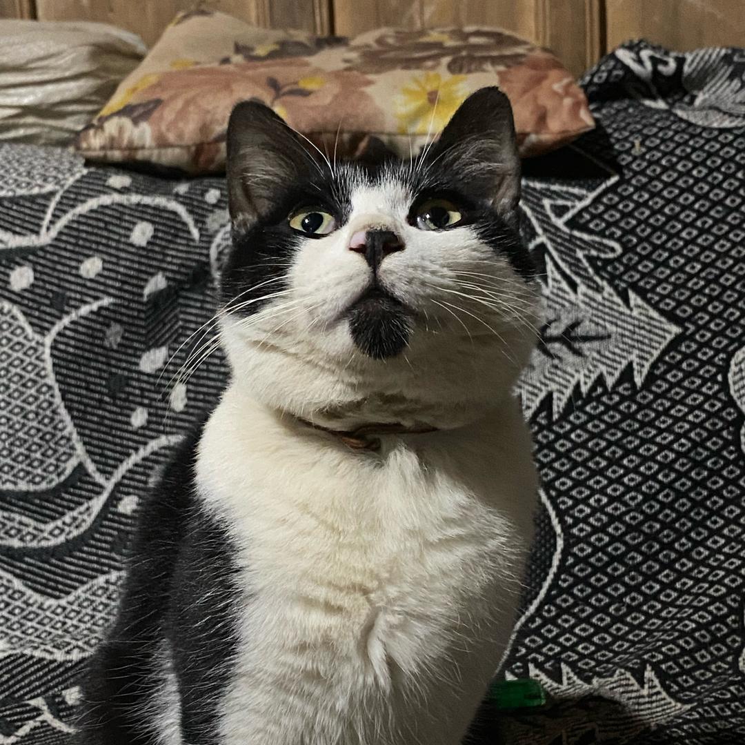 初木全屋定制（兔宝宝、千年舟、欧派）