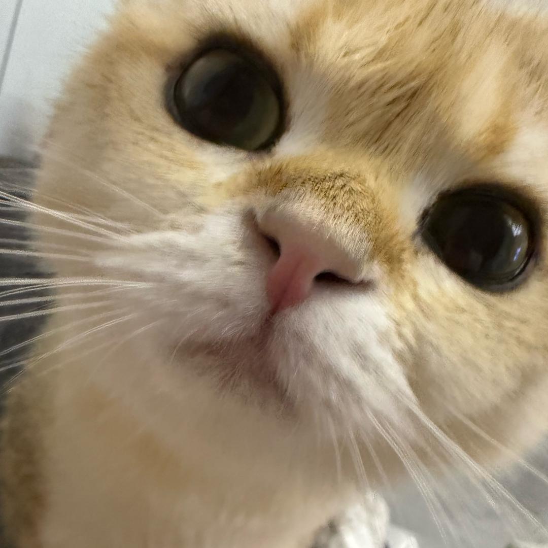 西禾