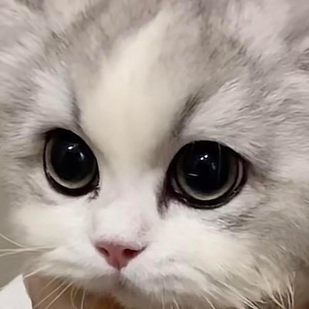 oran橘啊（回村版）