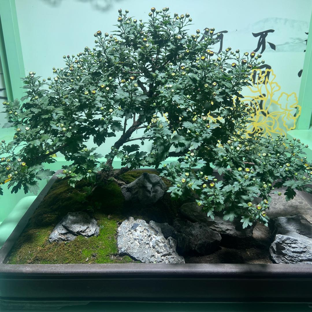 承接园林绿化工程