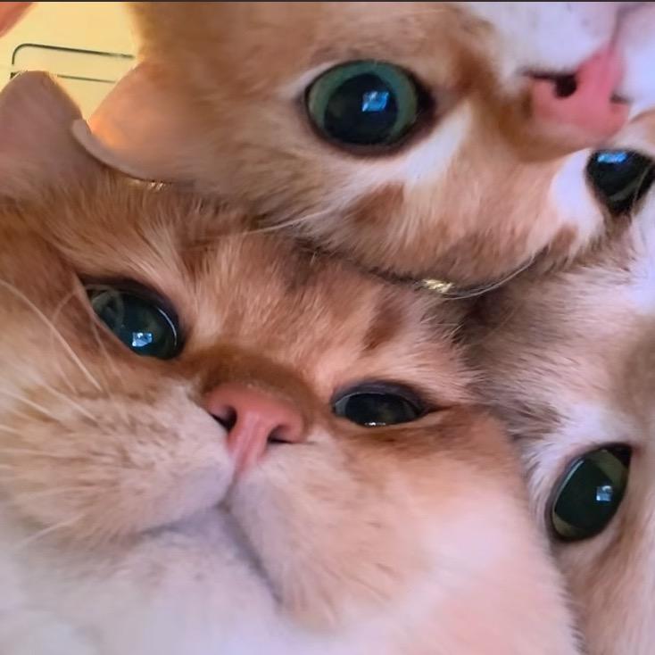 俊宇（饕餮版）