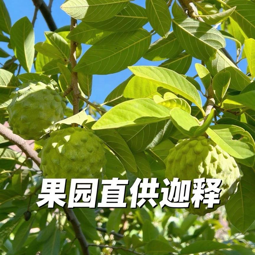 阿爸摘释迦