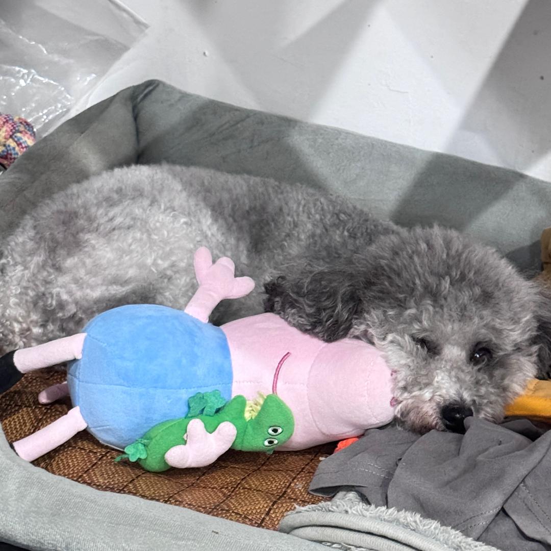 谢谢是只灰泰迪