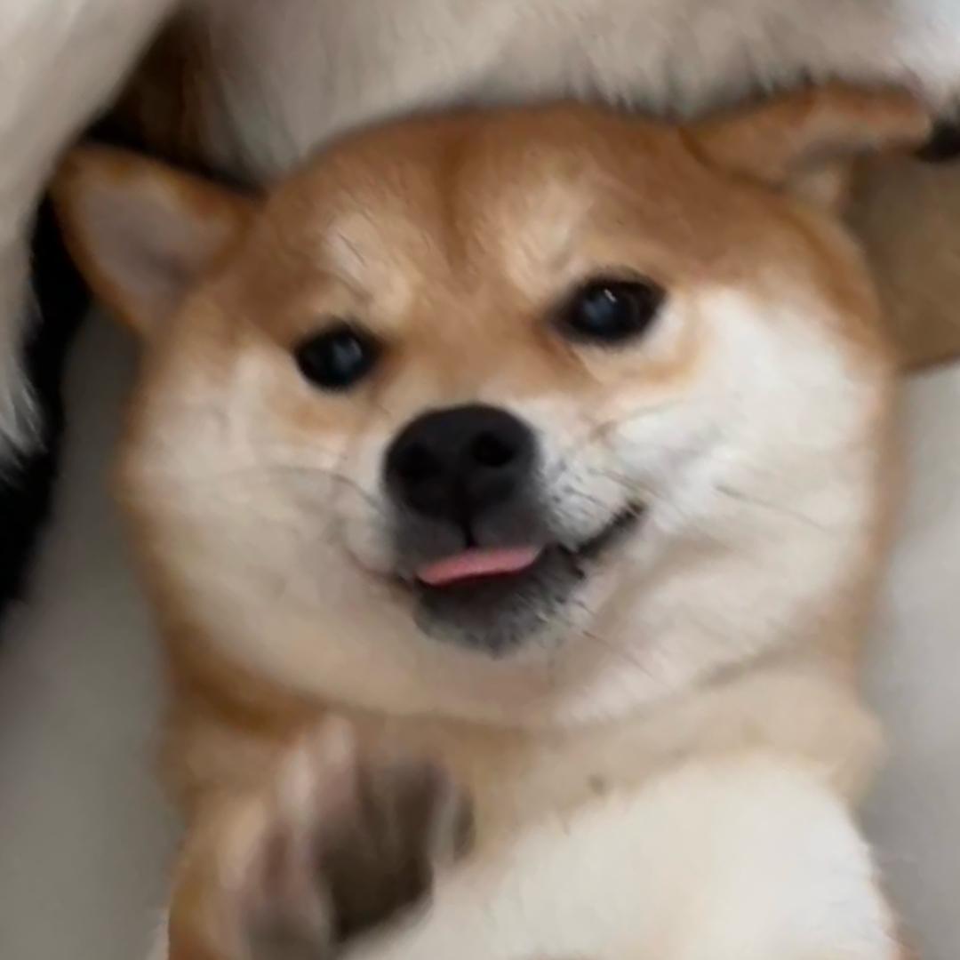 朱天天