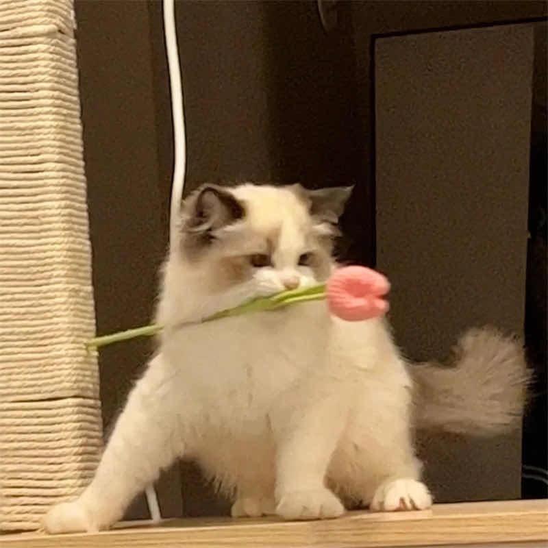 🌈小羊