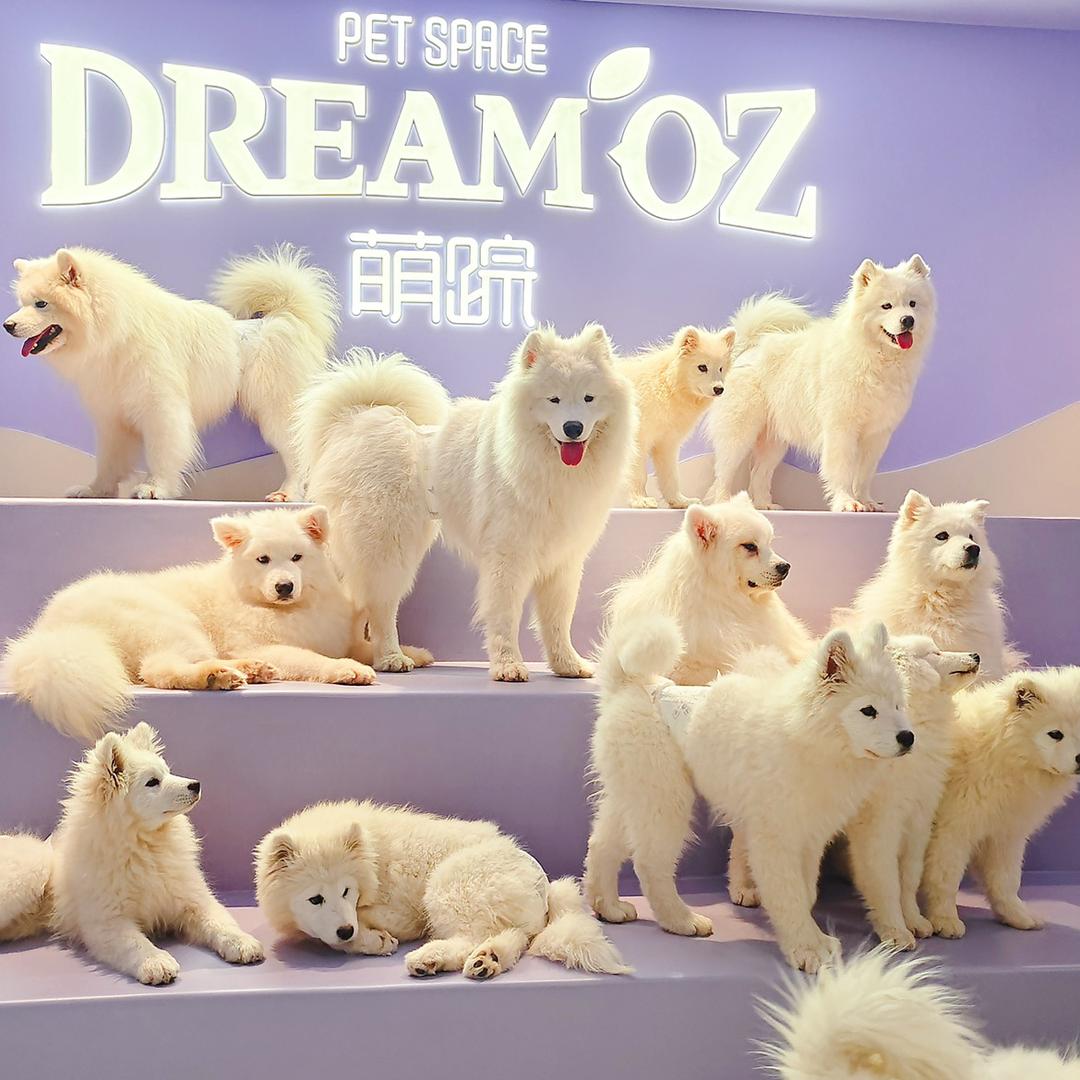 萌踪DreamOZ中北镇店