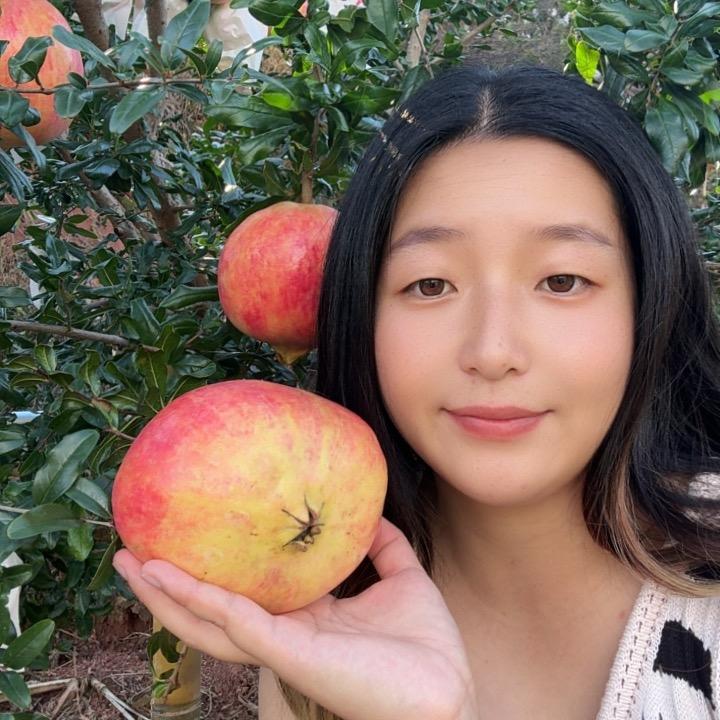 会理软籽石榴【礼盒一件代发】