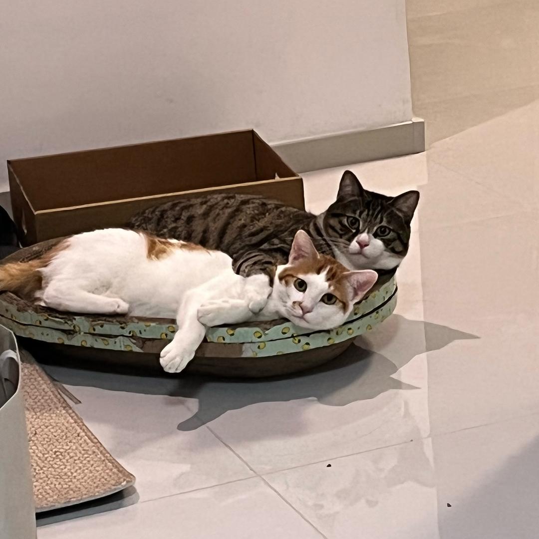 鲨齿