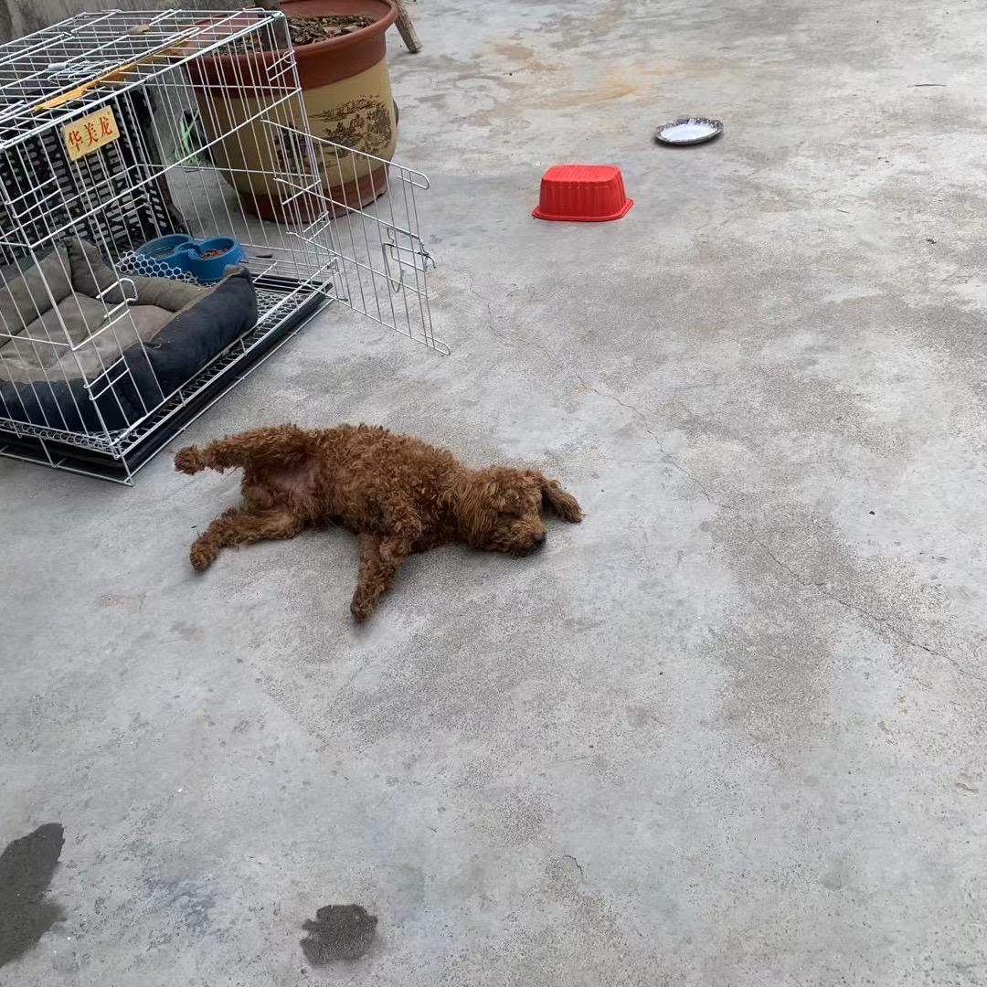 红鲤鱼与绿鲤鱼与驴