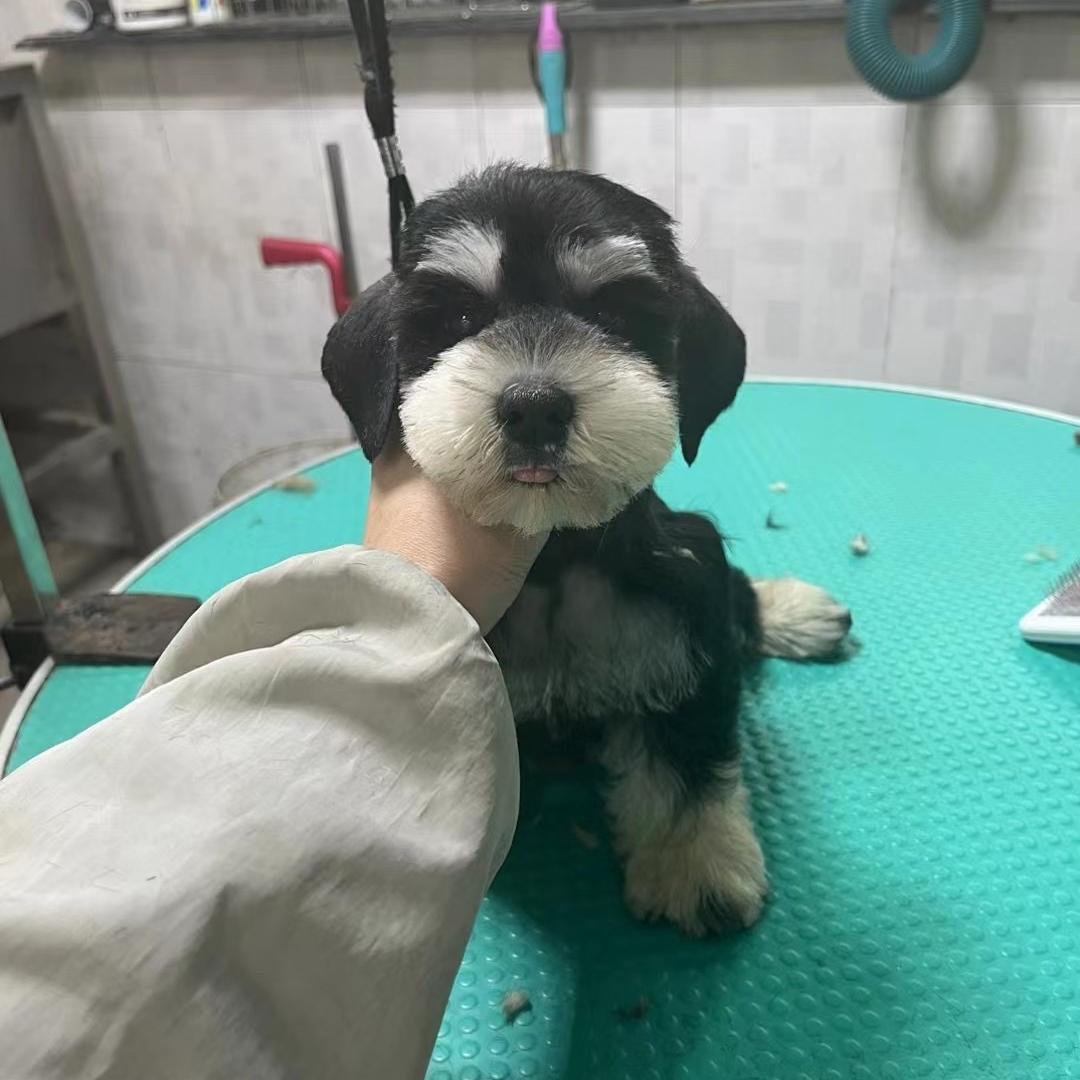 小代家的毛孩子们