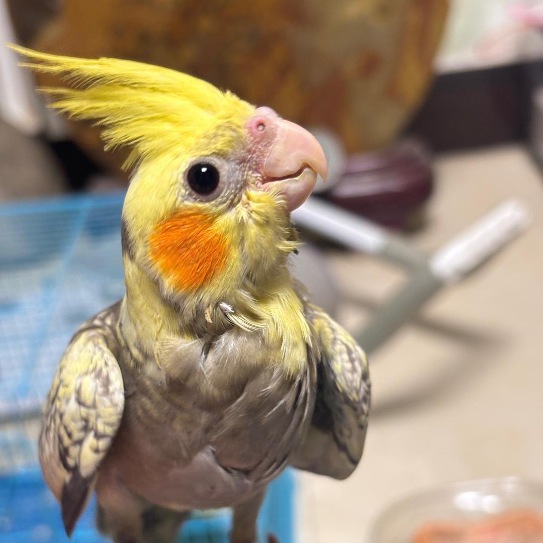 毛豆豆