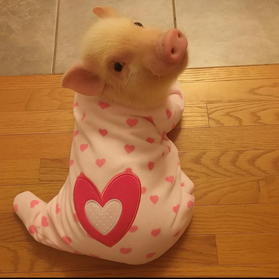 你长的可爱你也叫蓉蓉