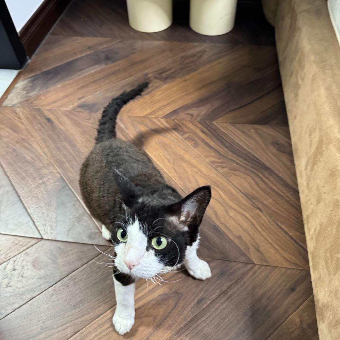 耿鬼的训练家👻