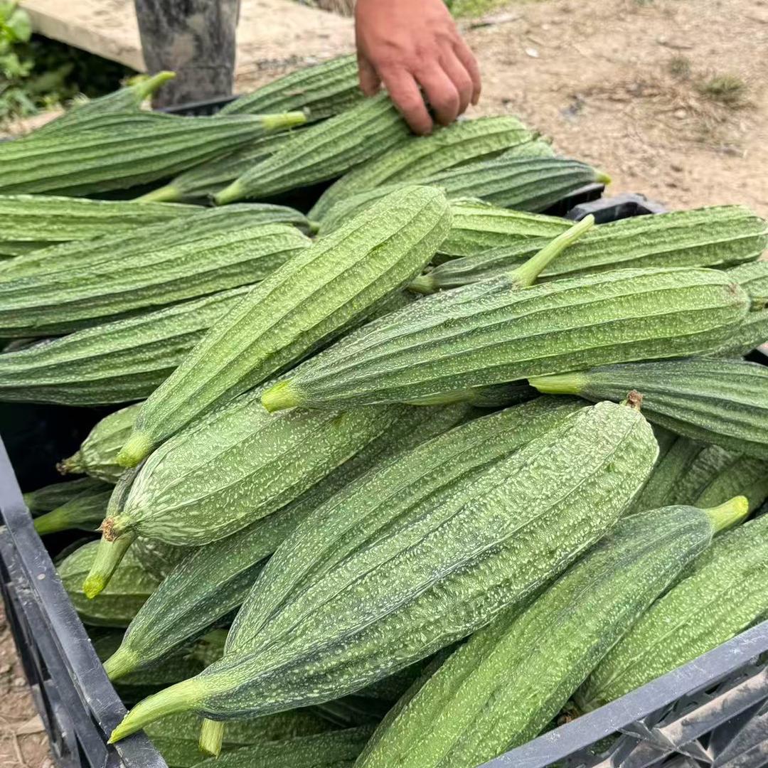 丝瓜课代表（老刘）